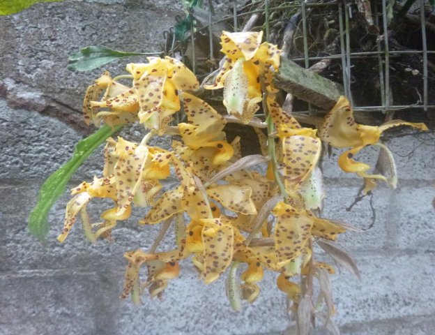 Flora y Fauna